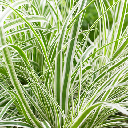 EverColor® Everest Sedge