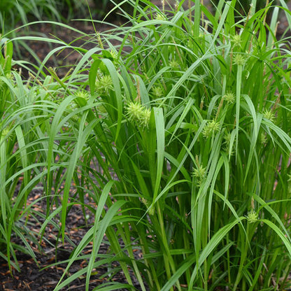 Gray Sedge, Carex grayi, Photo courtesy of Mt. Cuba Center