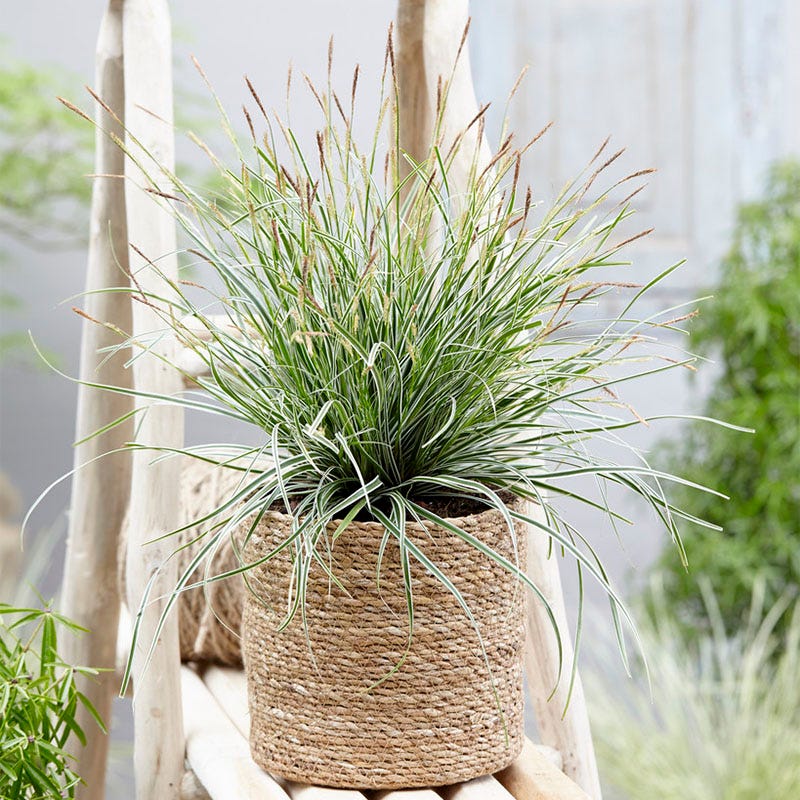 EverColor&reg; Everest Sedge Grass, Carex