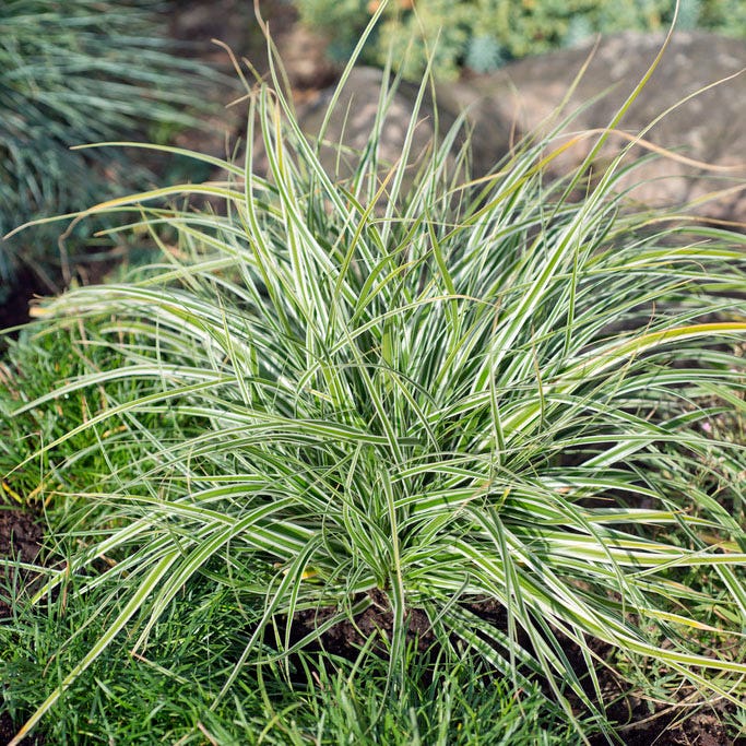 EverColor® Everest Sedge