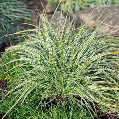 EverColor® Everest Sedge