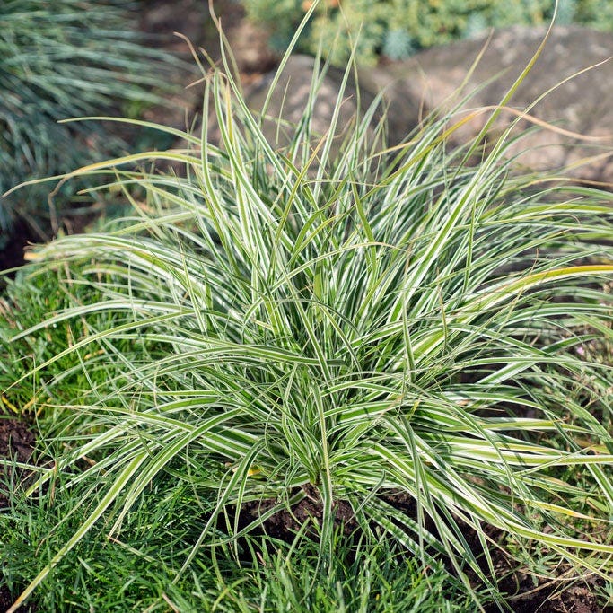 Shady Lane Curb Appeal Plant Collection