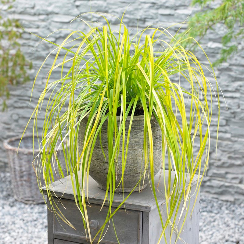 EverColor® Everillo Sedge
