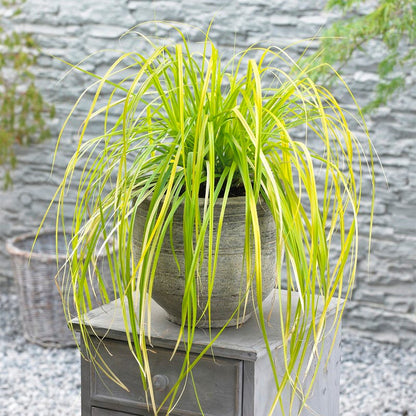 EverColor® Everillo Sedge