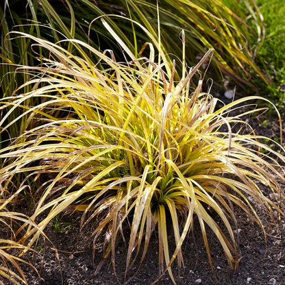 EverColor® Everillo Sedge