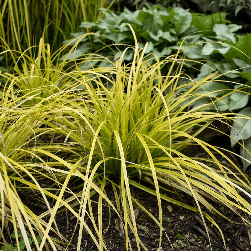 EverColor® Everillo Sedge