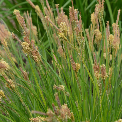 Common Tussock Sedge, Carex stricta, Photo courtesy of Mt. Cuba Center