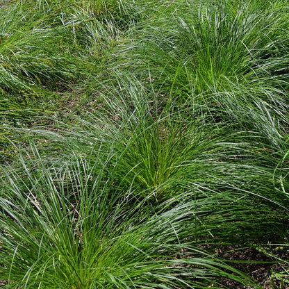 Common Tussock Sedge, Carex stricta, Photo courtesy of Mt. Cuba Center
