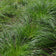 Common Tussock Sedge, Carex stricta, Photo courtesy of Mt. Cuba Center
