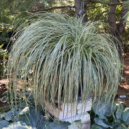 Feather Falls™ Sedge