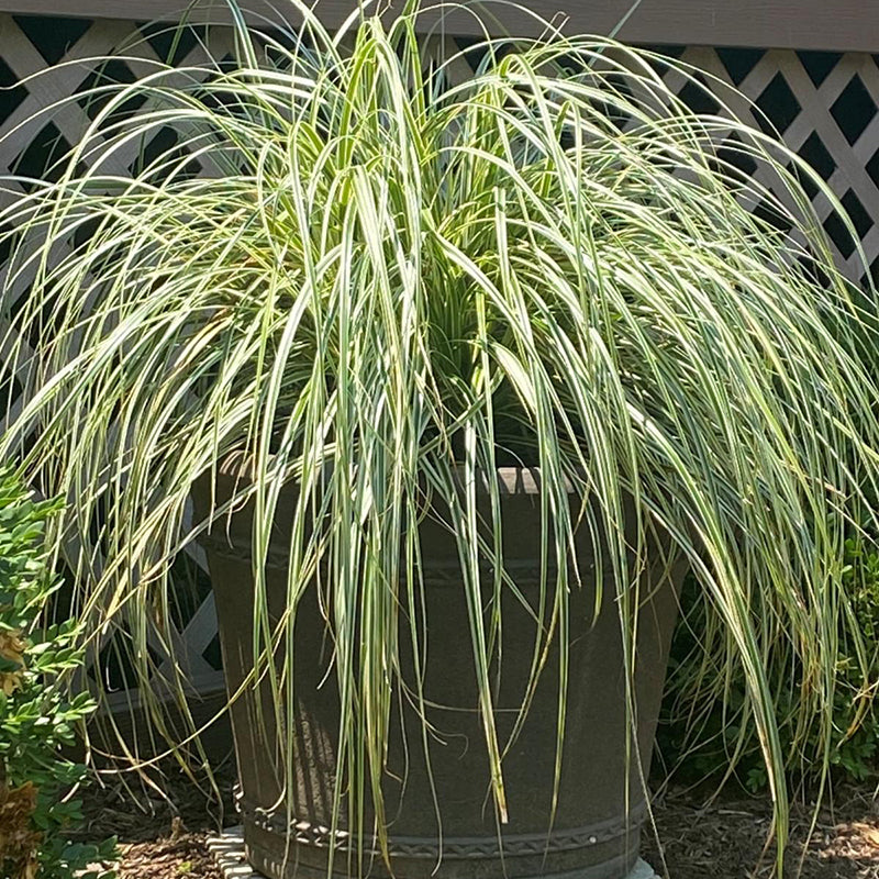 Feather Falls™ Sedge