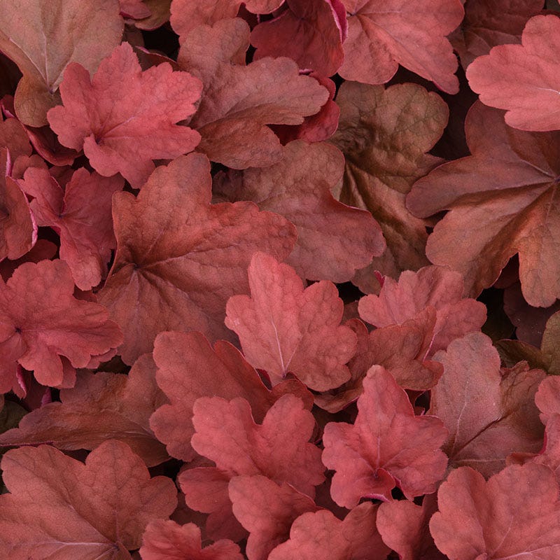 Radiant Glow Coral Bells Collection