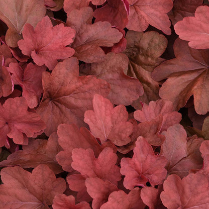 Radiant Glow Coral Bells Collection