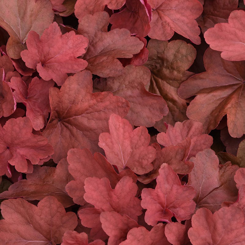 Carnival™ Cinnamon Stick Coral Bells