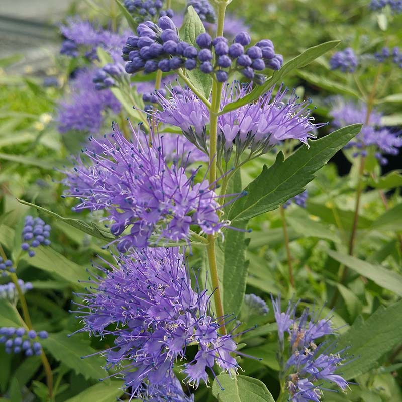 Buzz & Flutter Pollinator Pre-Planned Garden