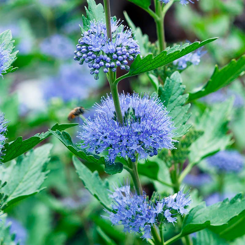 Beekeeper Bluebeard Longwood Blue Bluebeard, Caryopteris | American Meadows