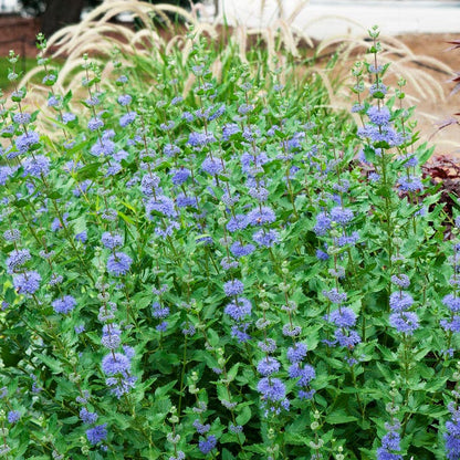 Longwood Blue Bluebeard