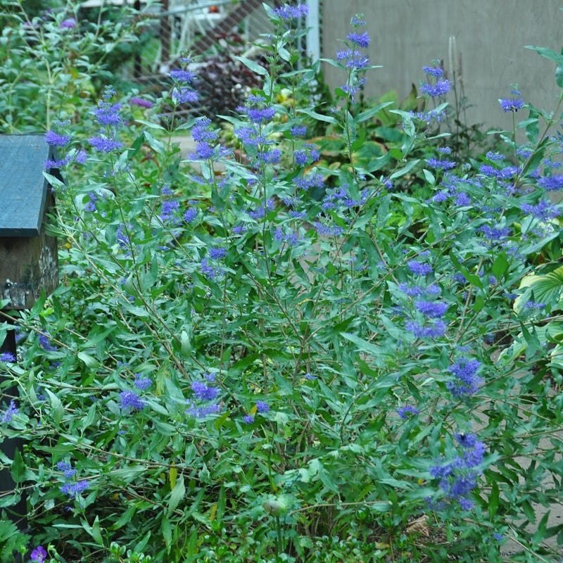 Longwood Blue Bluebeard, Caryopteris | American Meadows