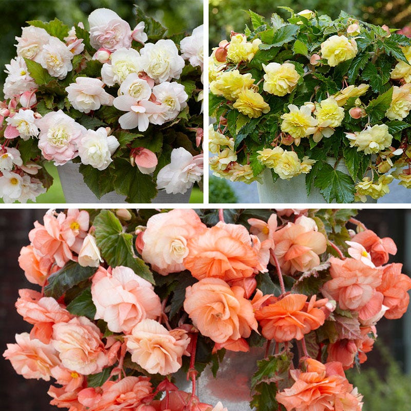Cascades In The Shade Begonia Collection