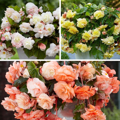 Cascades In The Shade Begonia Collection
