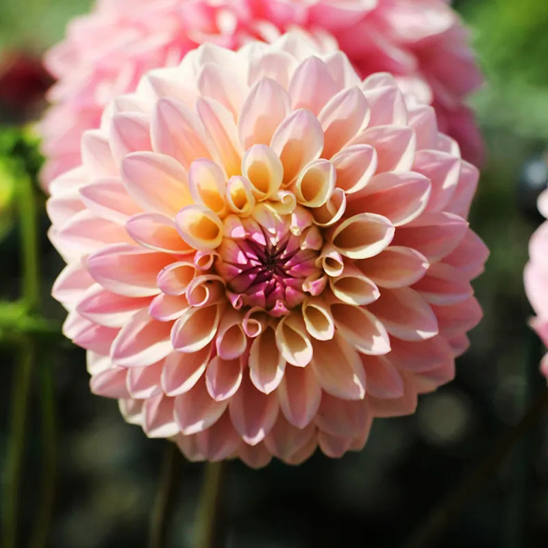Castle Drive Decorative Dahlia | Pink Blooms With Garden Magic