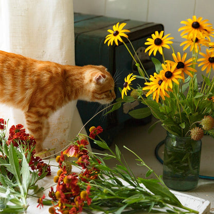 Bouquets For Days Perennial Wildflower Seed Collection
