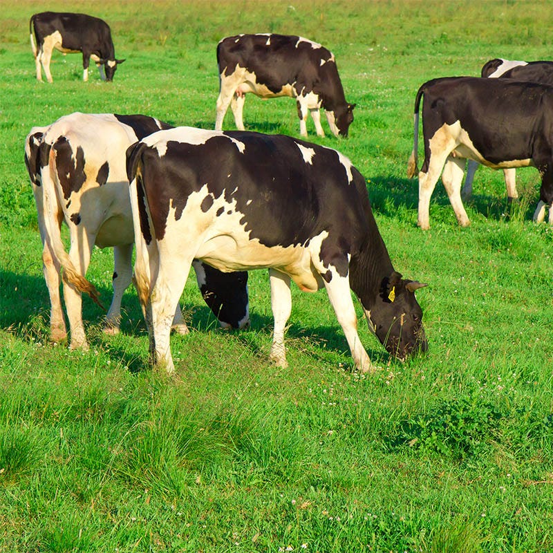 Cattle Grazing Seed Mix