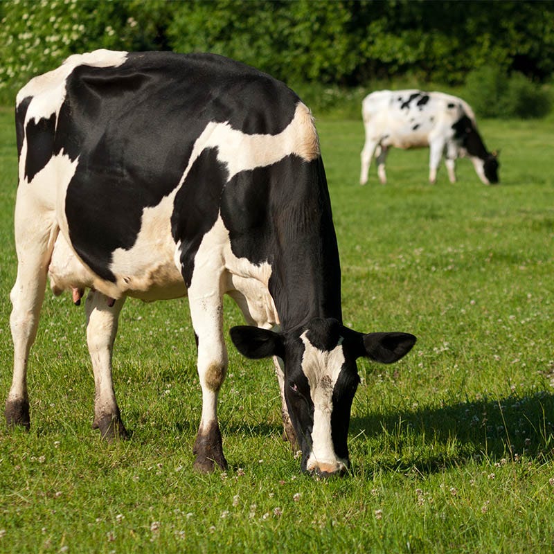 Cattle Grazing Seed Mix