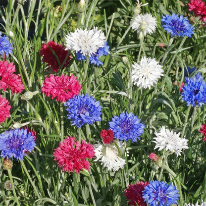 Cornflower or Bachelor Button Seeds Patriot Mix