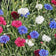 Cornflower or Bachelor Button Seeds Patriot Mix|Red and Blue and White Cornflower or Bachelor Button Seeds Patriot Mix, Centaurea, Cornflower or Bachelor Button