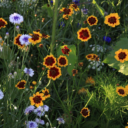 Plains Coreopsis Seeds