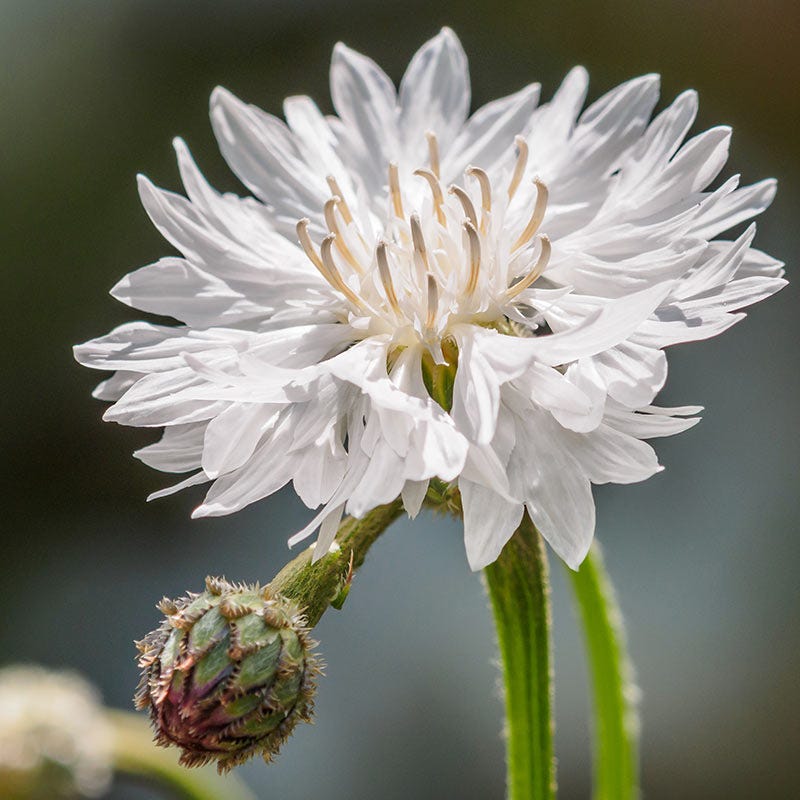 White Cornflower or Bachelor Button Seeds