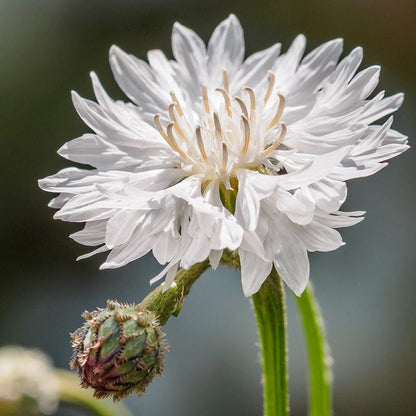 White Cornflower or Bachelor Button Seeds