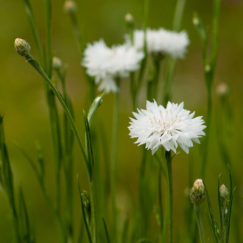 White Cornflower or Bachelor Button Seeds