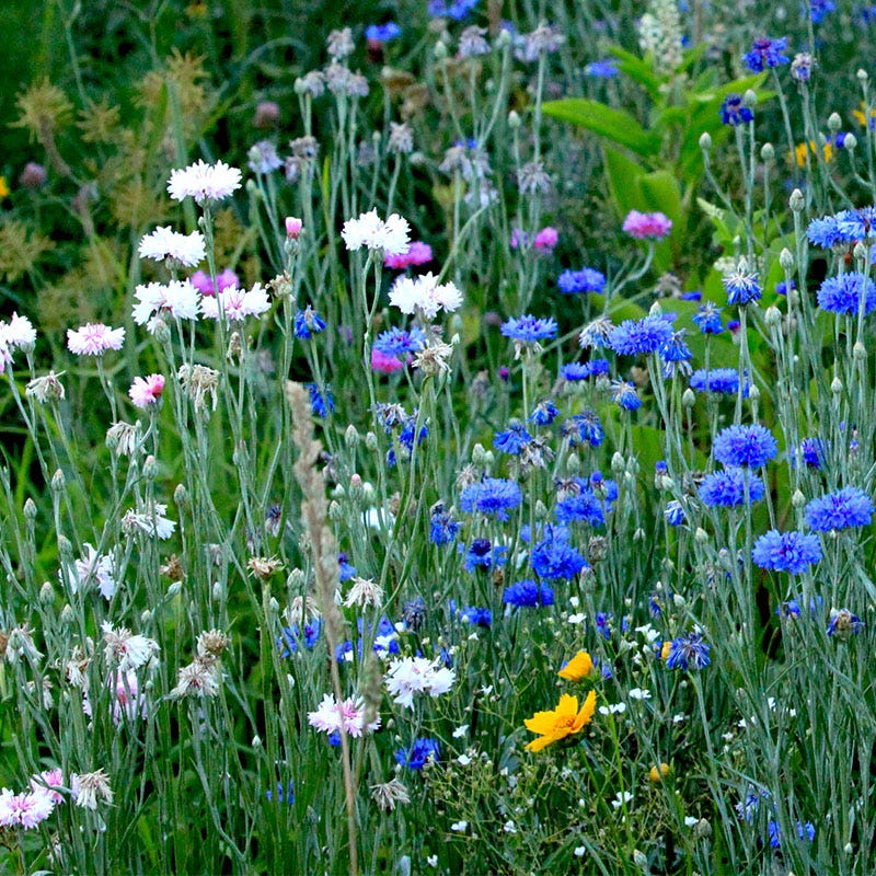 Cornflower or Bachelor Button Seeds Patriot Mix