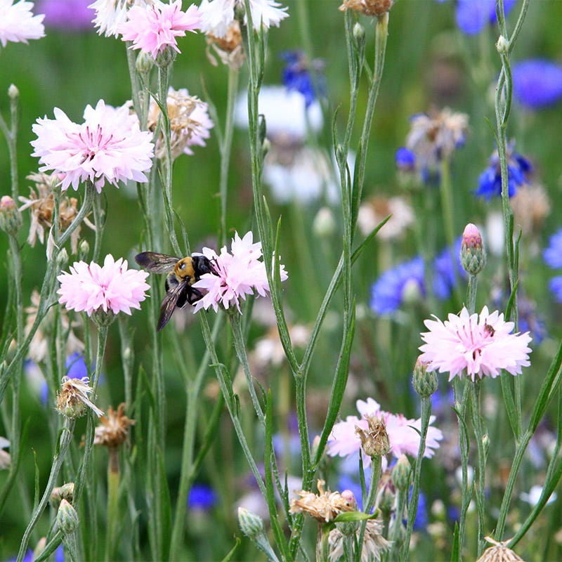 Mixed Cornflower or Bachelor Button Seeds