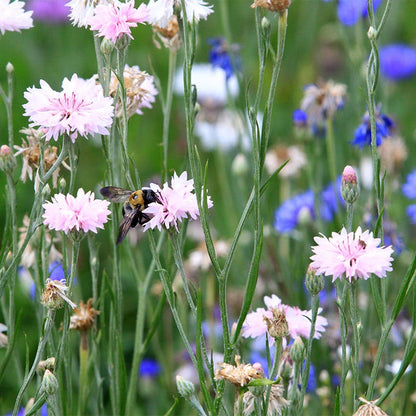 Mixed Cornflower or Bachelor Button Seeds