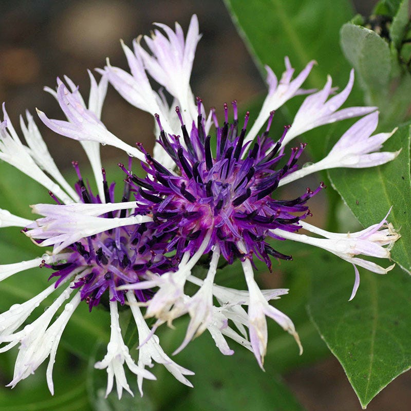 Amethyst in Snow Centaurea
