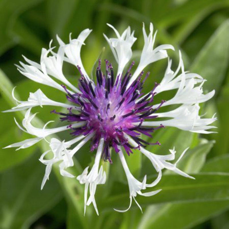 Amethyst in Snow Centaurea