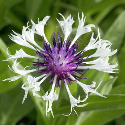 Amethyst in Snow Centaurea
