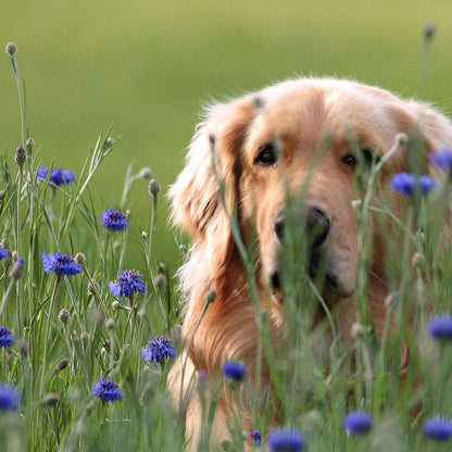 Blue Cornflower or Bachelor Button Seeds