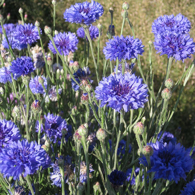 Blue Cornflower or Bachelor Button Seeds