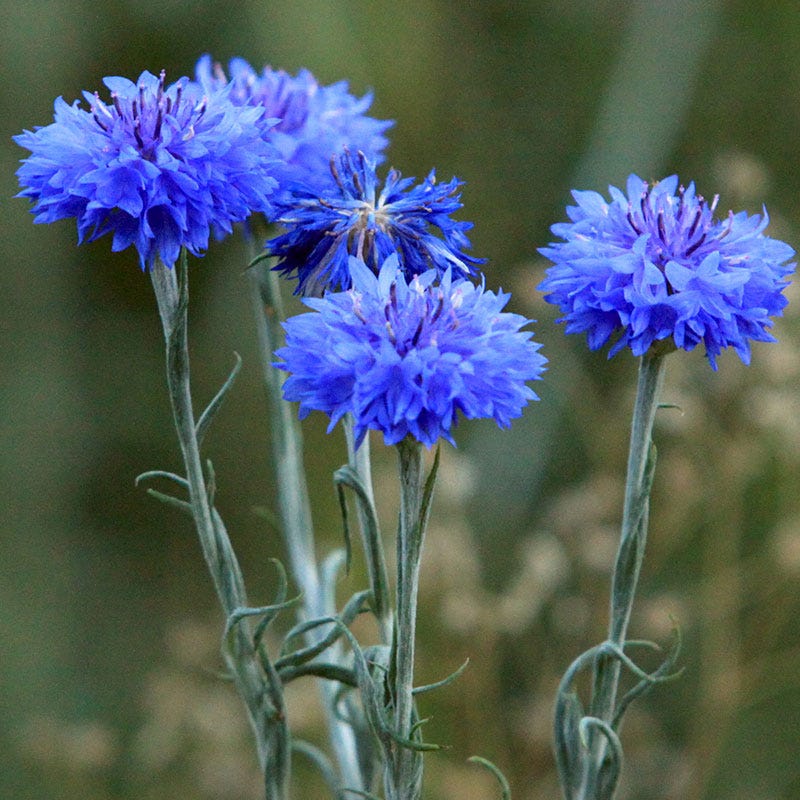 Blue Cornflower or Bachelor Button Seeds