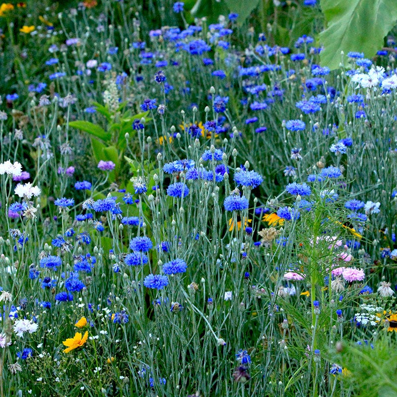 Blue Cornflower or Bachelor Button Seeds
