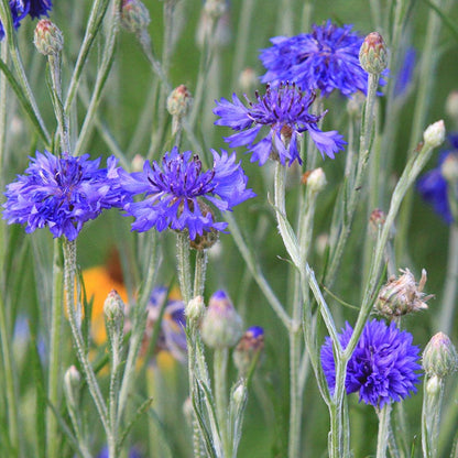 Blue Cornflower or Bachelor Button Seeds