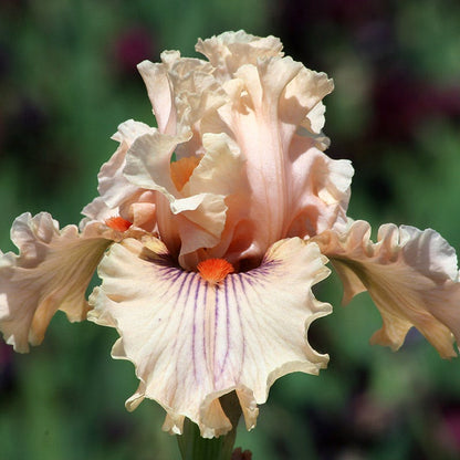 Ethereal Bearded Iris Collection