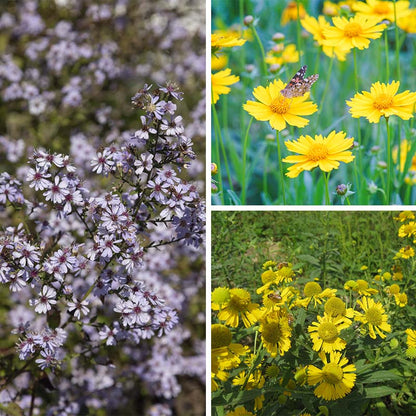 Ecoregion Native Plant Collection - Central USA Plains