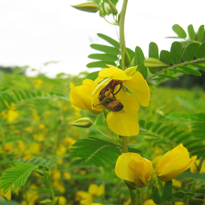 a tall pea plant with yellow seeds Partridge Pea Seeds, Chamaecrista fasciculata