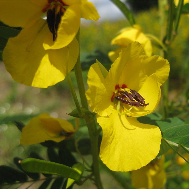 a tall pea plant with yellow seeds Partridge Pea Seeds, Chamaecrista fasciculata