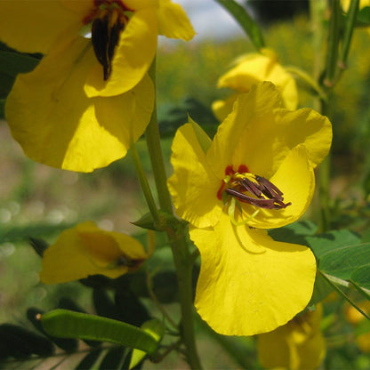 Partridge Pea Seeds